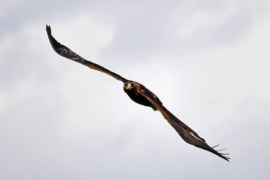 Steinadler im Anflug