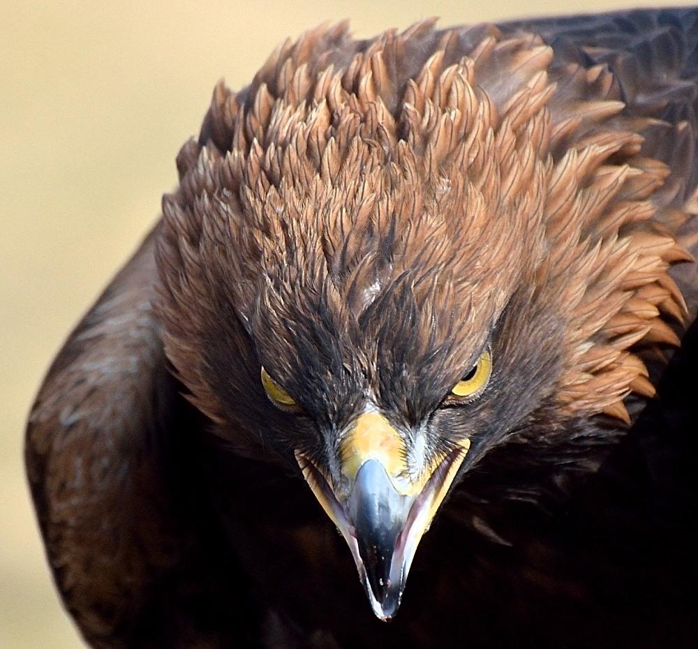 Steinadler