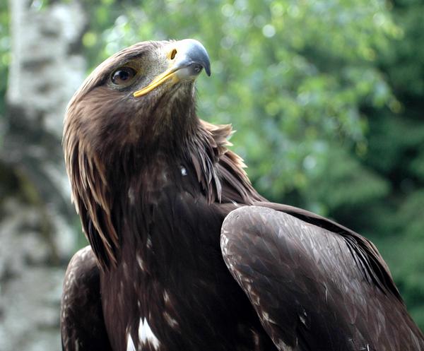 Steinadler