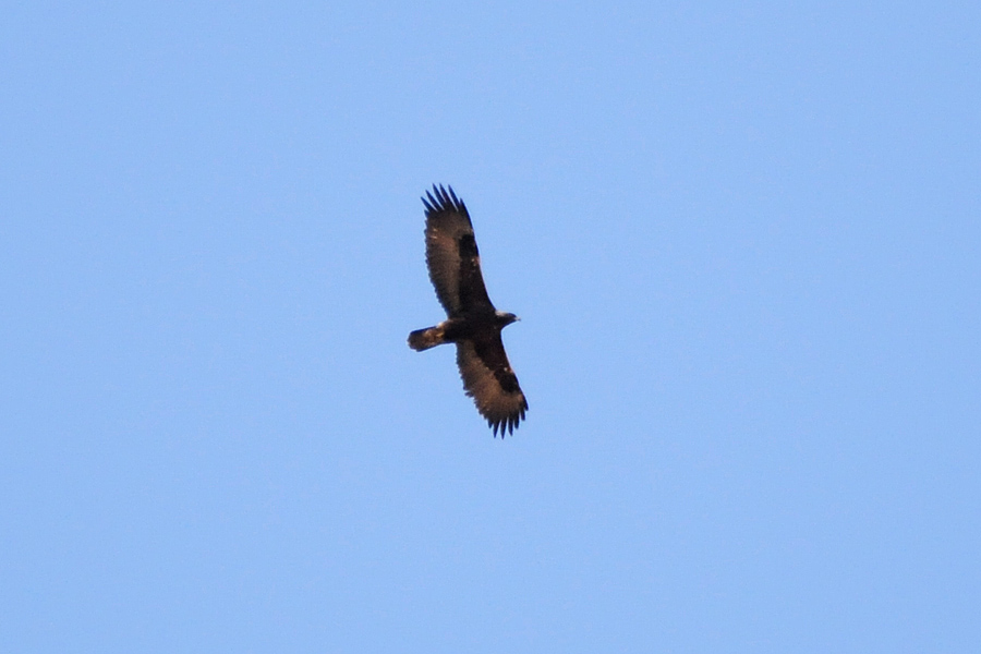 Steinadler