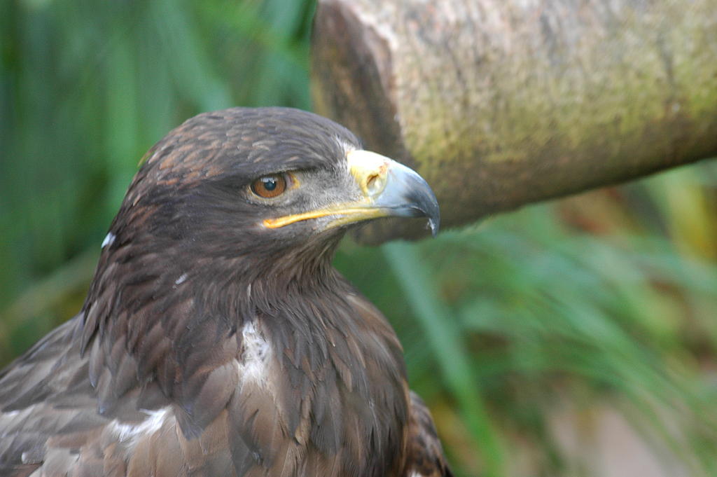 Steinadler