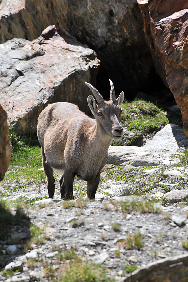 Steinbock am Fusse des Jägihorns (CH)