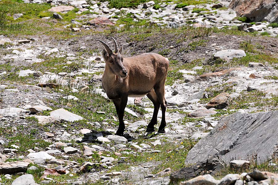 Steinbock am Fusse des Jägihorns (CH)