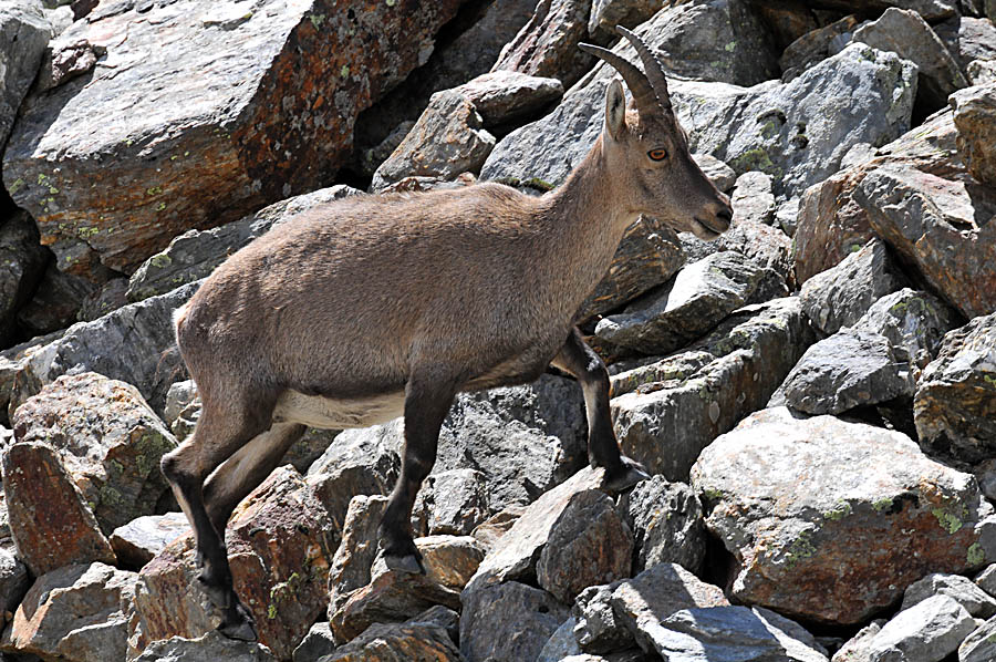 Steinbock, fotografiert im Saastal in der Schweiz (D300 AF-S 70-300 bei 300 mm)