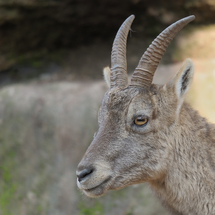 Steinbock
Tiergarten Nürnberg
