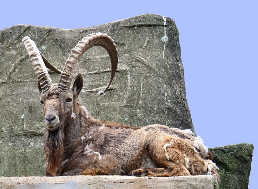 Steinbock