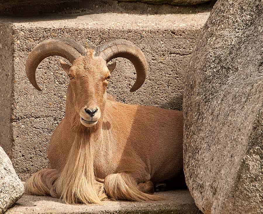 Steinbock1