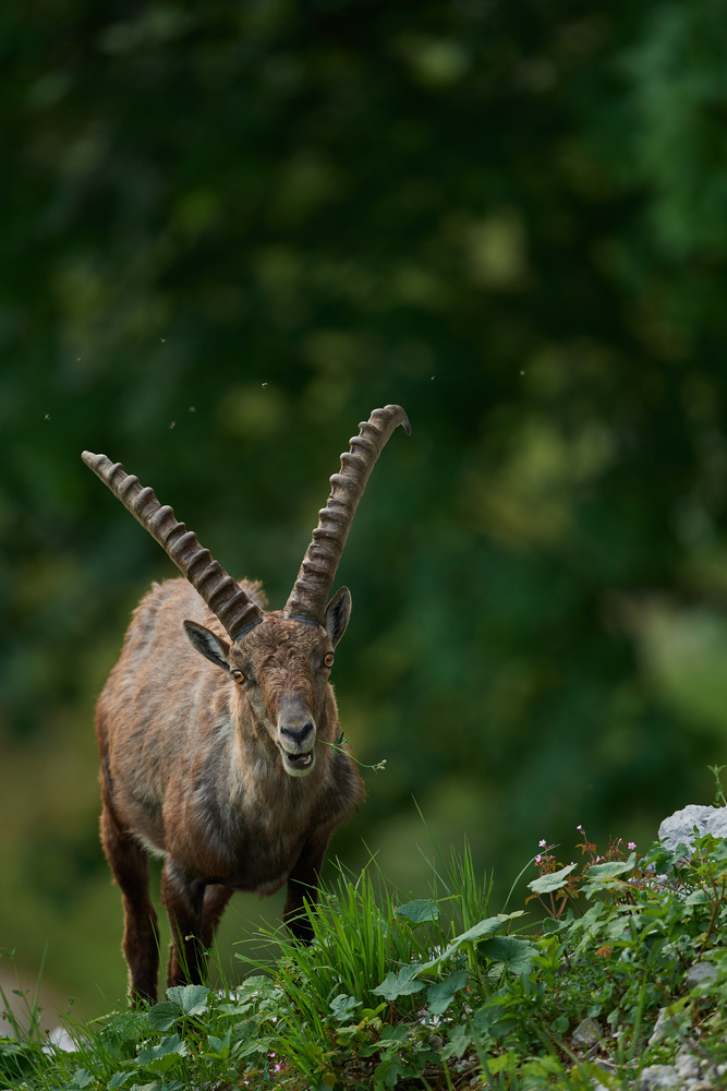 Steinbock10