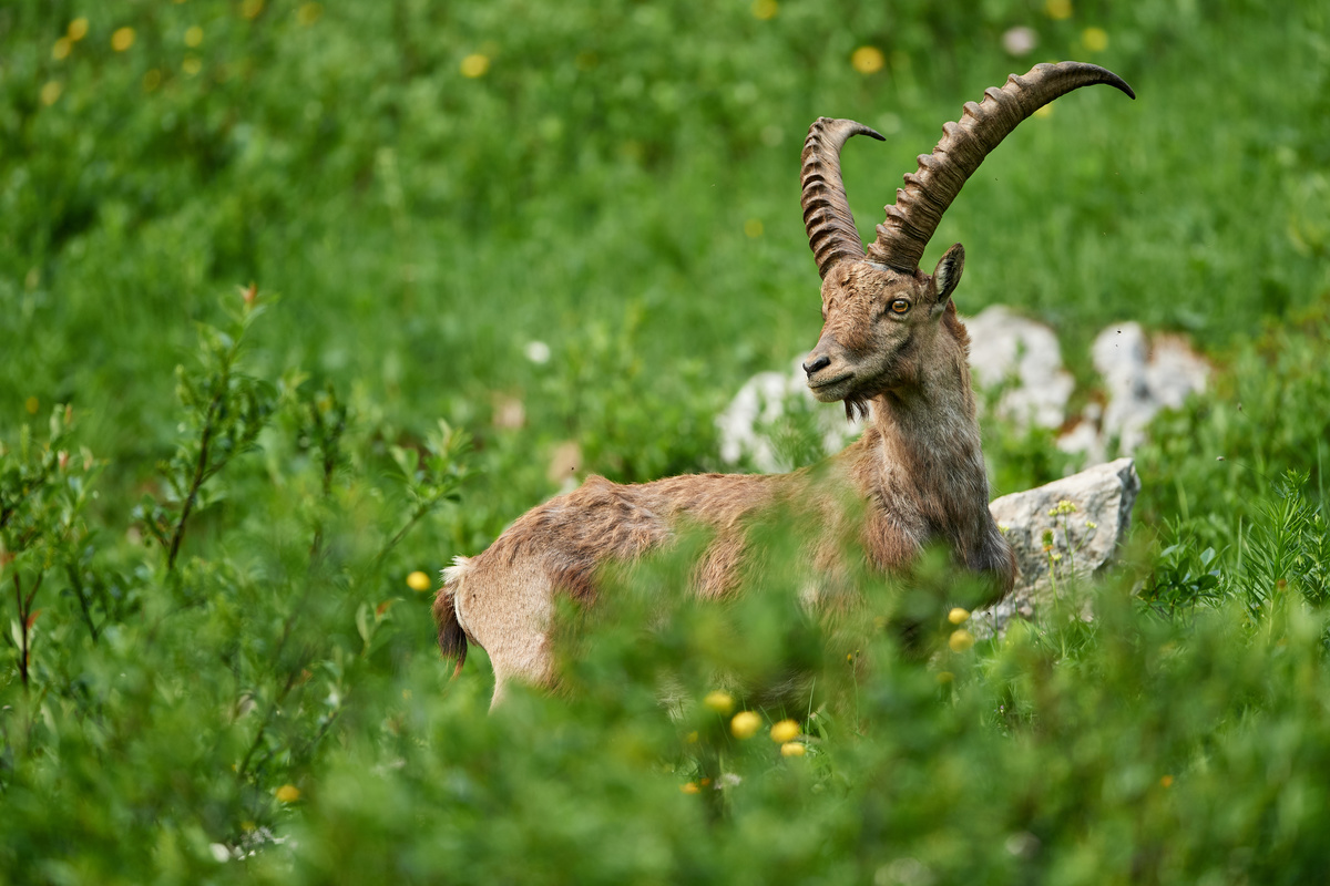 Steinbock11