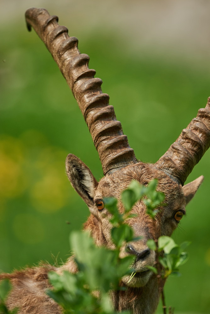 Steinbock14