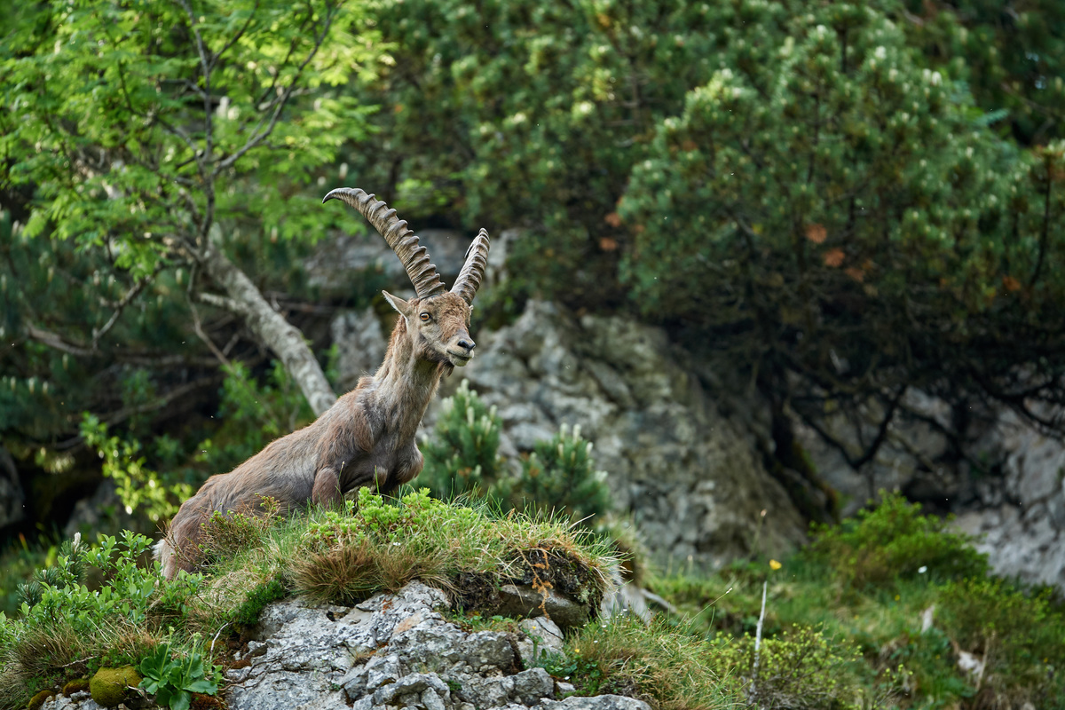 Steinbock19