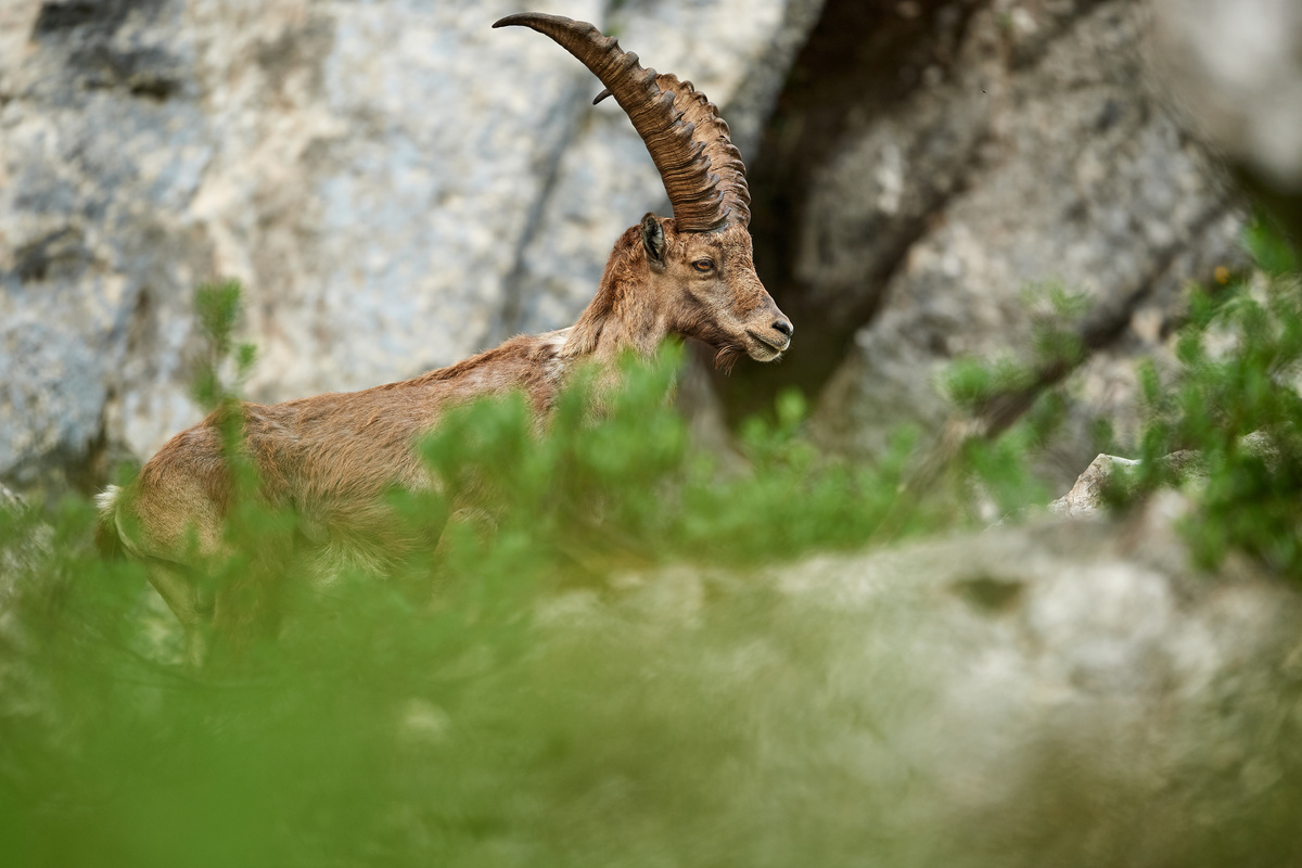 Steinbock2