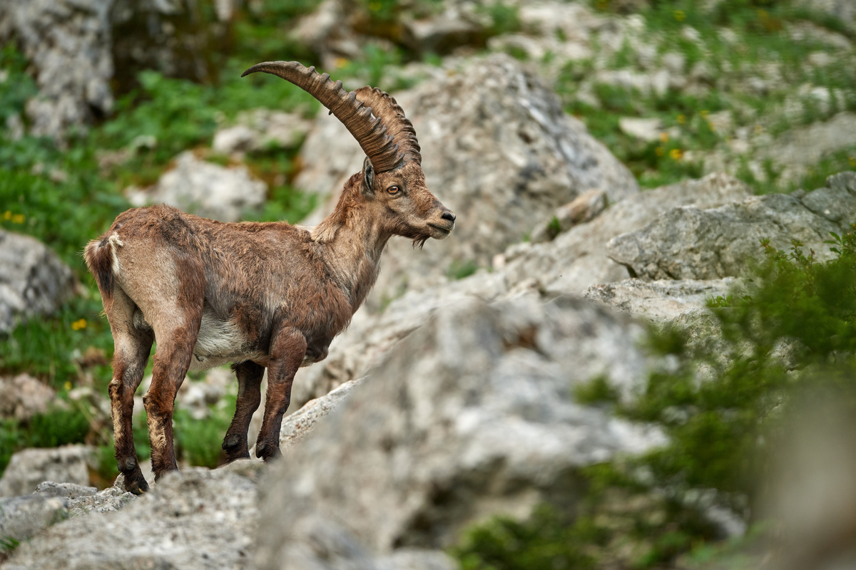 Steinbock4