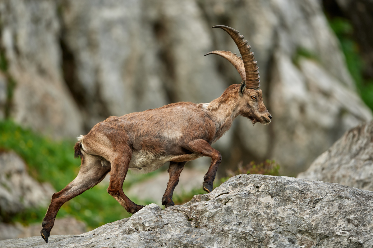 Steinbock5