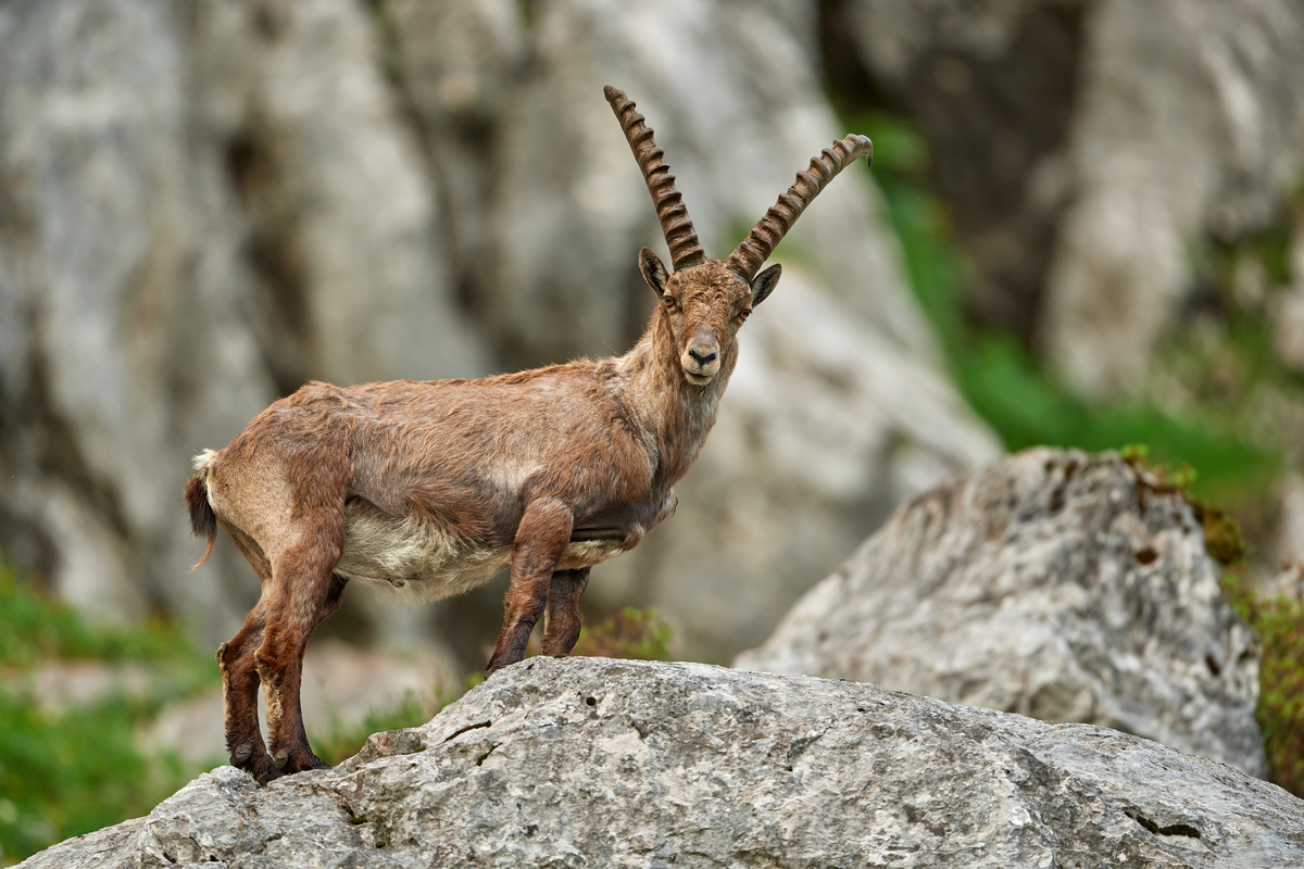 Steinbock6