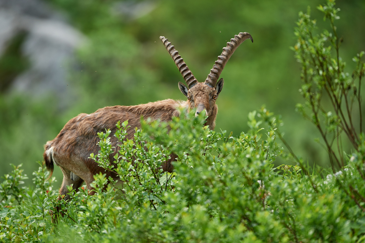 Steinbock7