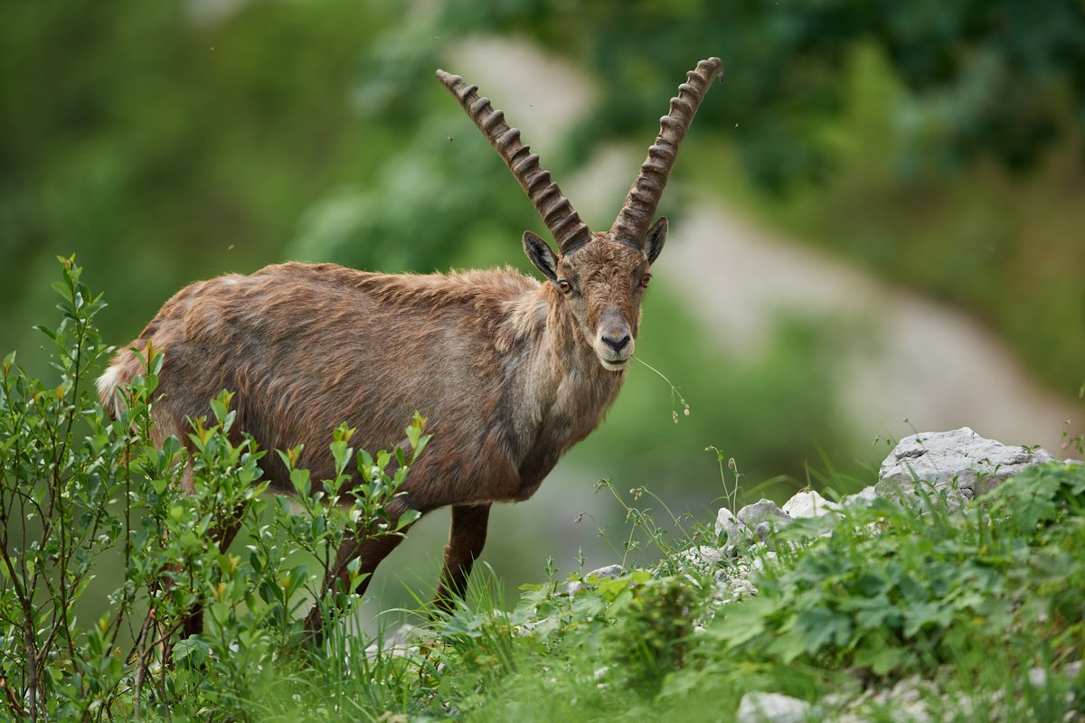 Steinbock8