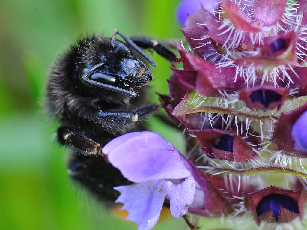 Steinhummel