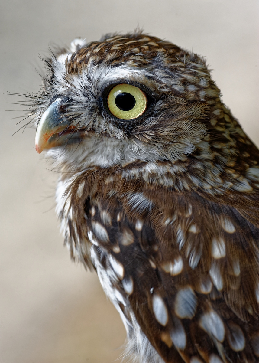 Steinkauz Portrait.jpg
