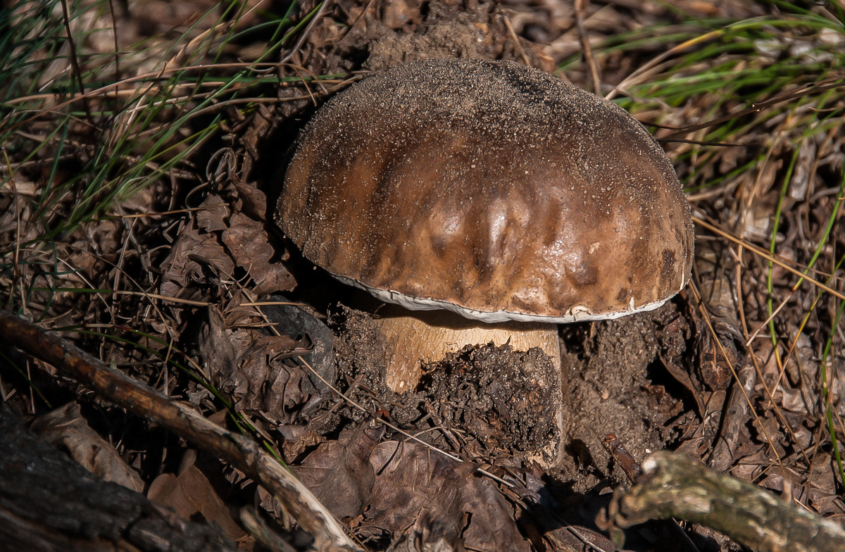 Steinpilz 1.jpg
