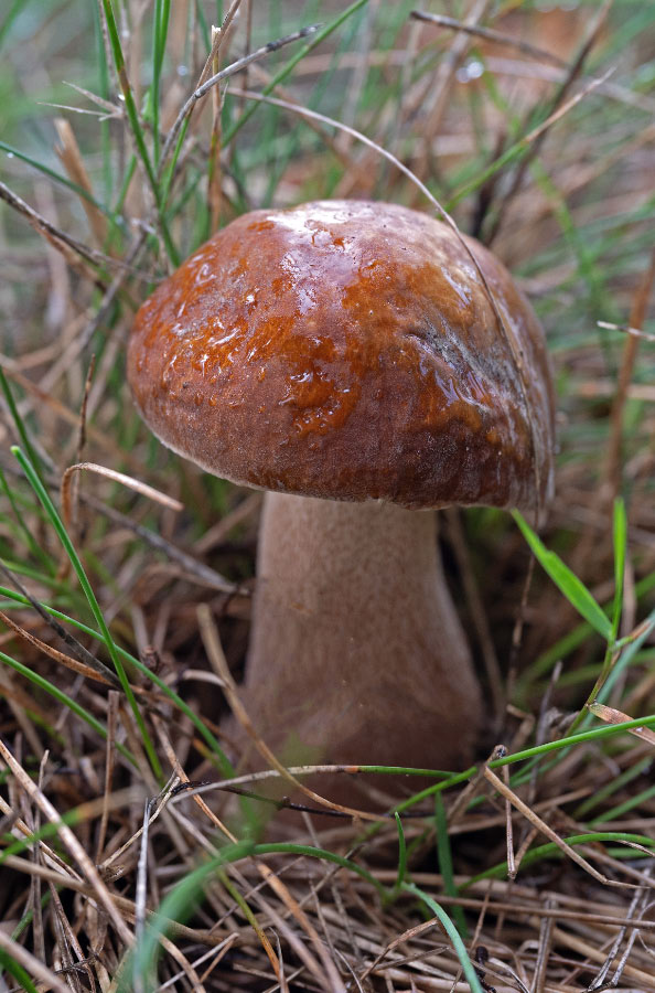 Steinpilz 1.jpg