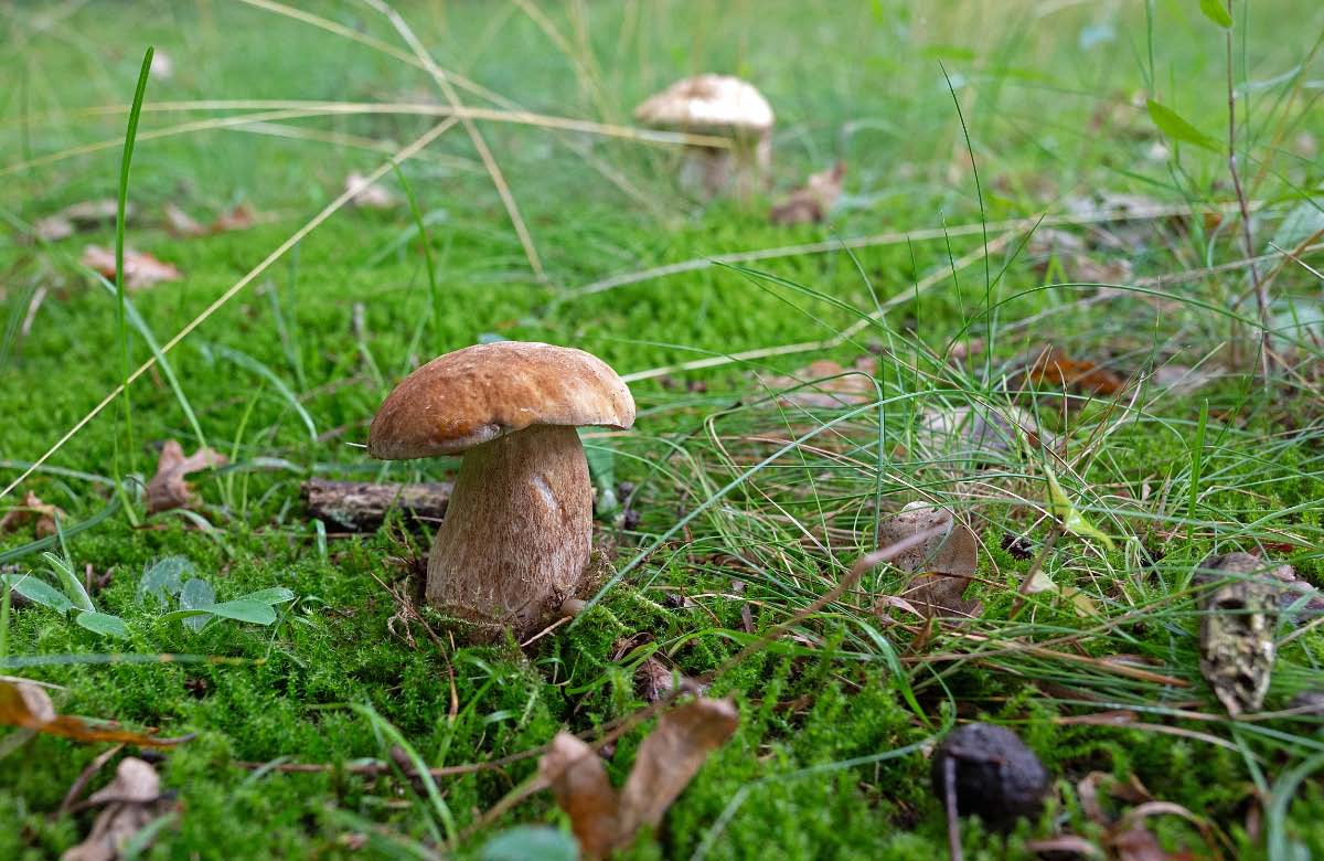 Steinpilz 2.jpg