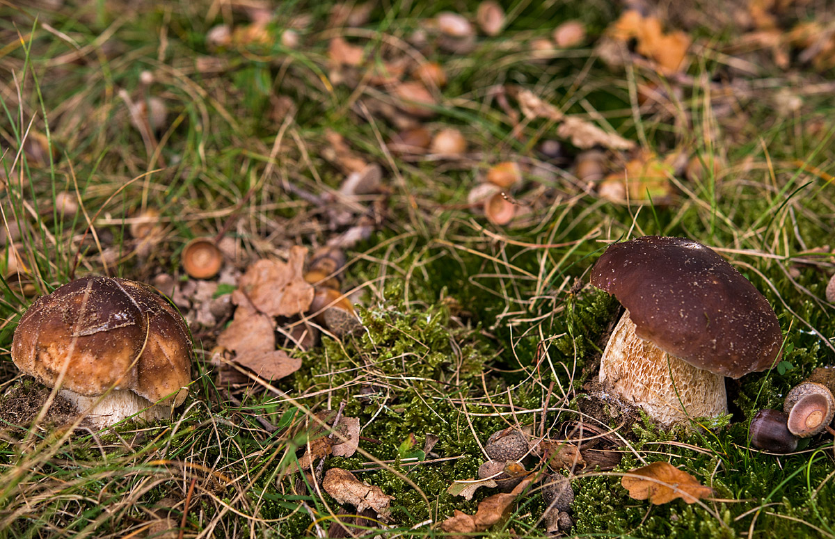 Steinpilz 2