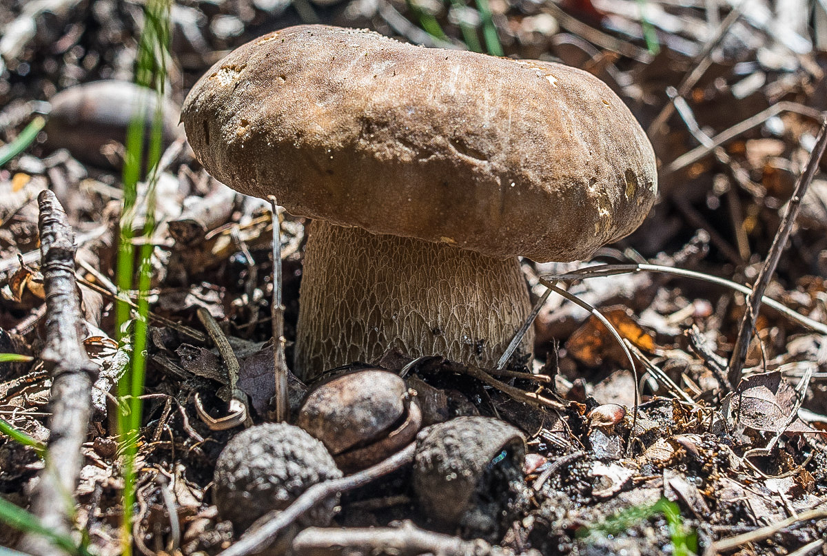Steinpilz 200620 (1 von 1).JPG