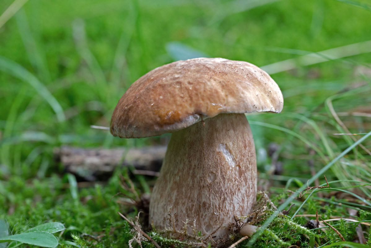 Steinpilz 3.jpg