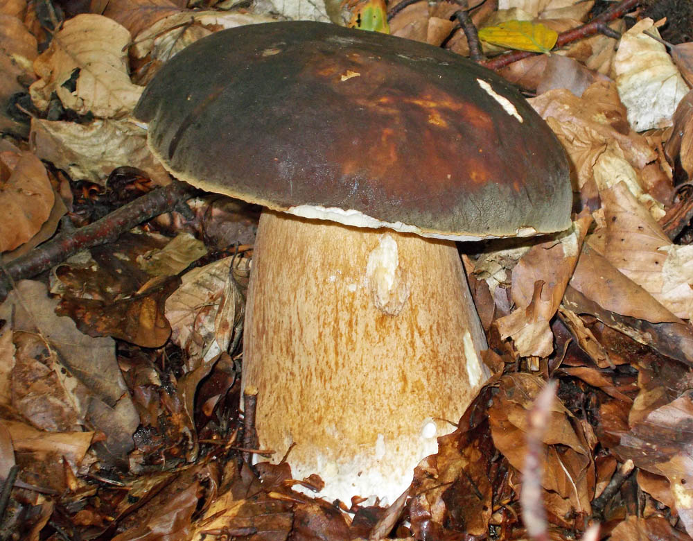 Steinpilz   groß 1