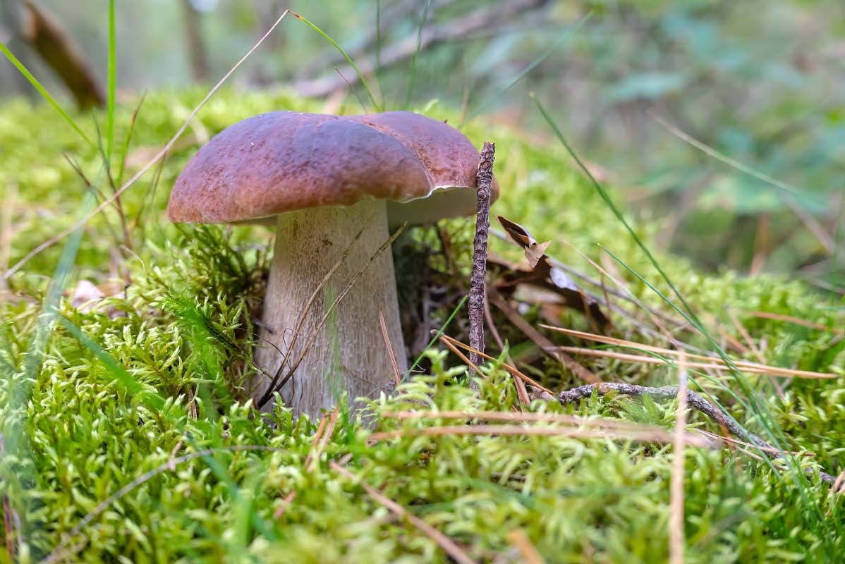 Steinpilz.jpg