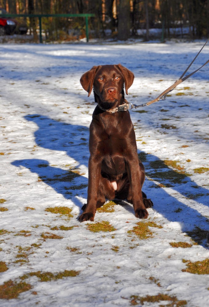 Stella,Labrador,ca 4 Monate