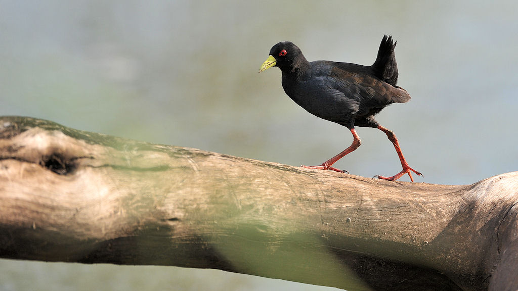 Steppensumpfhuhn (Black Crake) auf dem Schwebebalken
Seronera, Serengeti,
2137