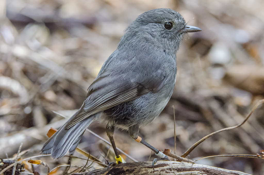 Stewart Island Robin
