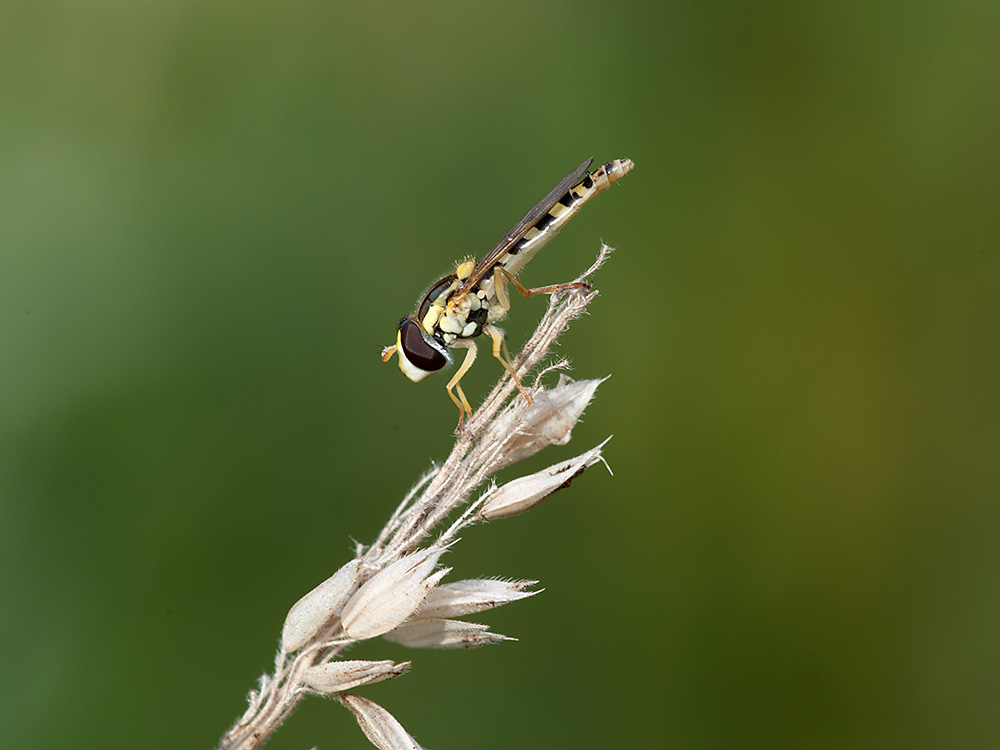 Stiftschwebfliege Gemeine 2013 08 24 01