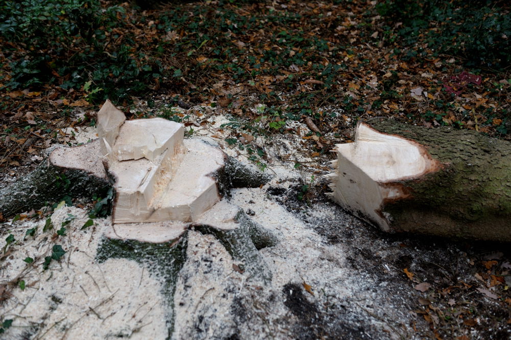 stihl3 JKK 0872