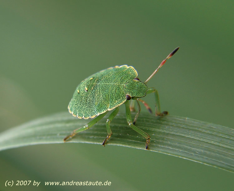Stinkwanze auf Grashalm. Makro