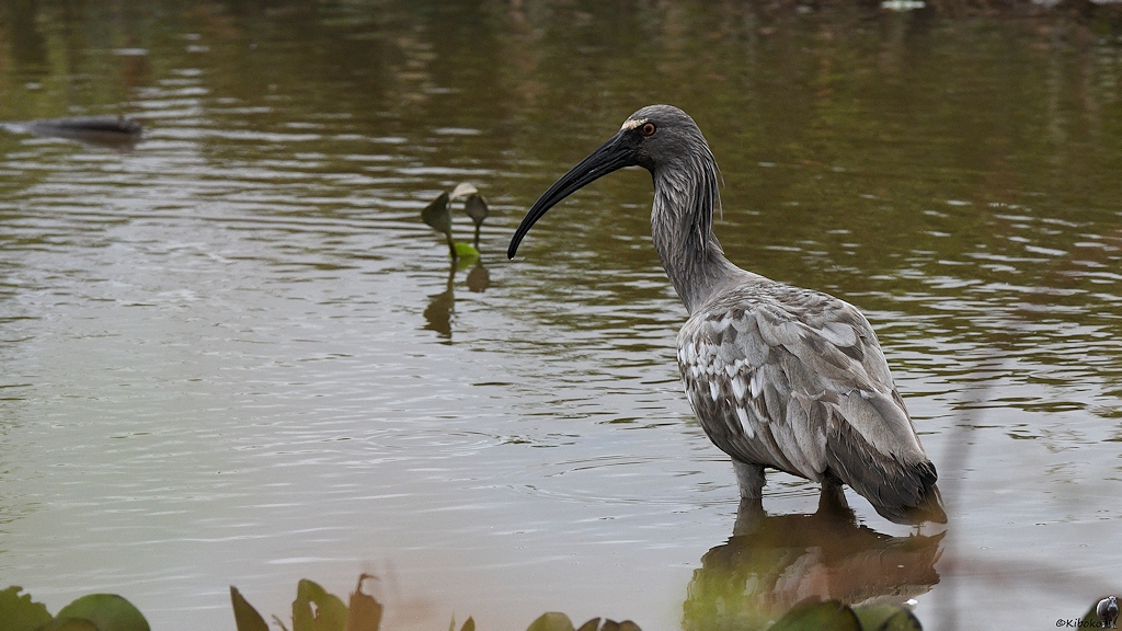 Stirnbandibis (plumbeous ibis)

s1224 Transpantaneira PlumbeousIbis 8750