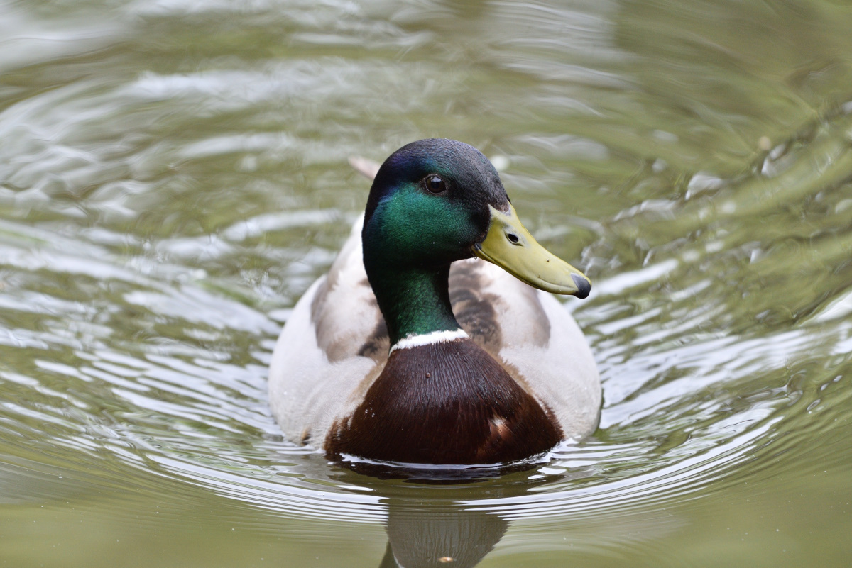 Stockente 052016 2
