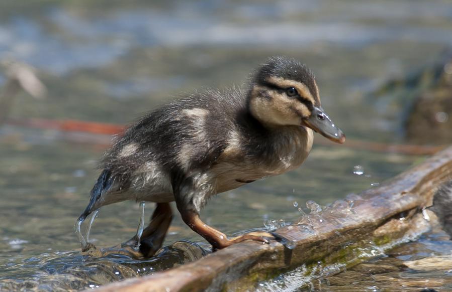 Stockente 21. Mai 2011