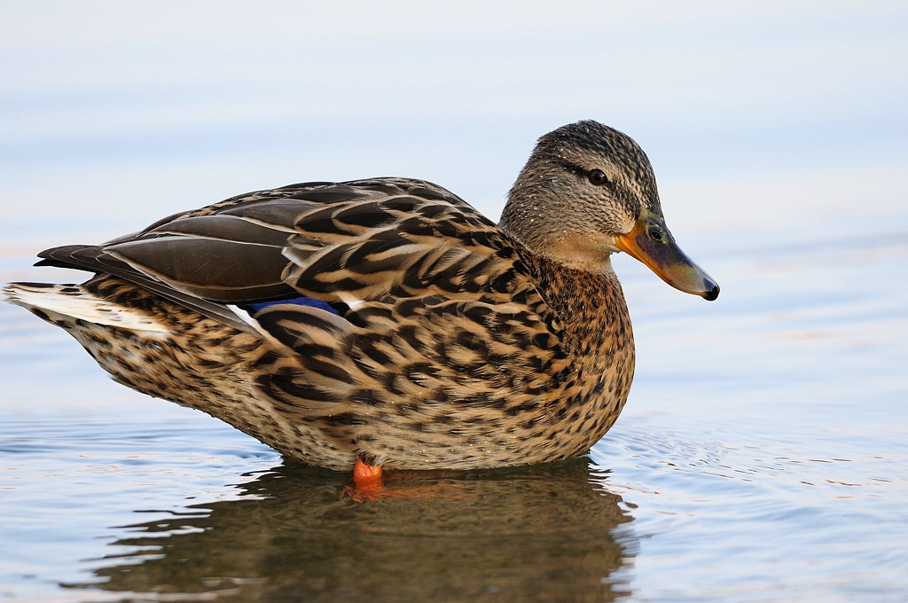 Stockente ♀