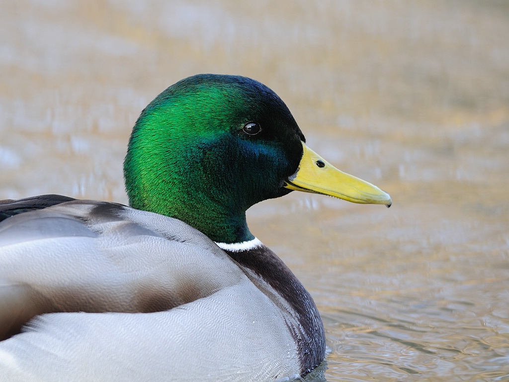 Stockente ♂