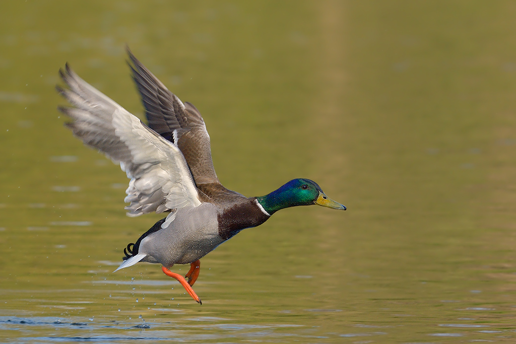Stockente
am Dutzendteich Nürnberg