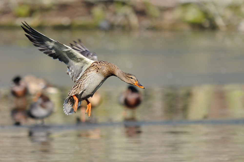 Stockente Anflug