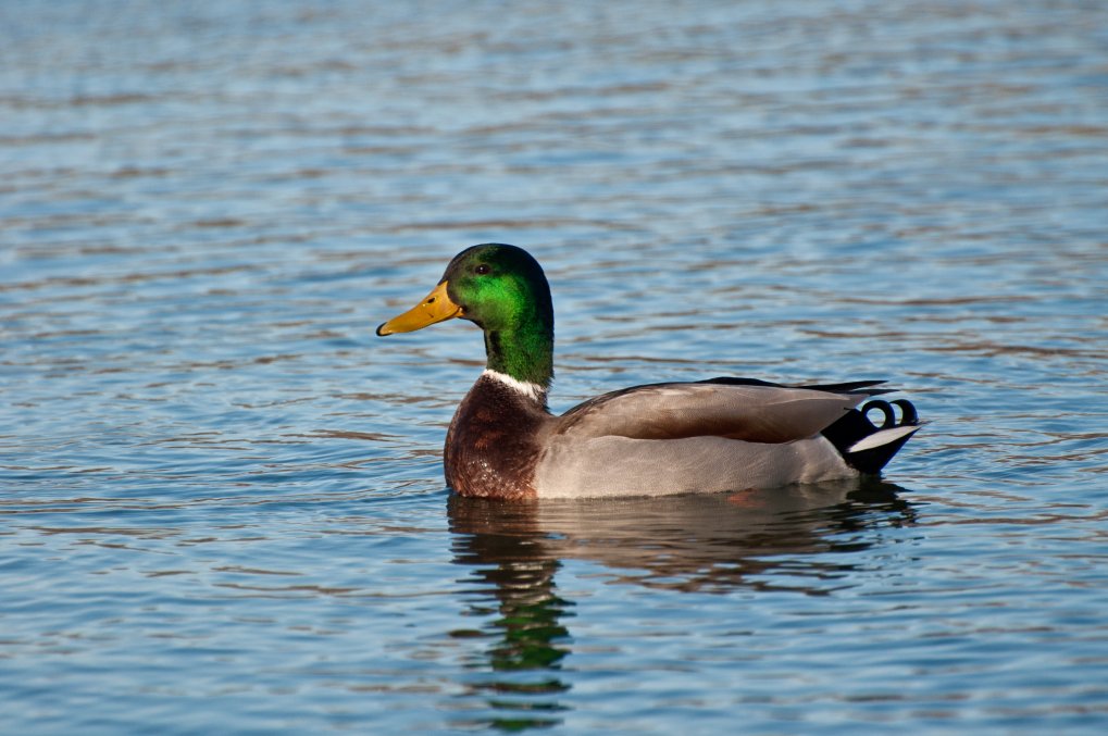 Stockente Erpel