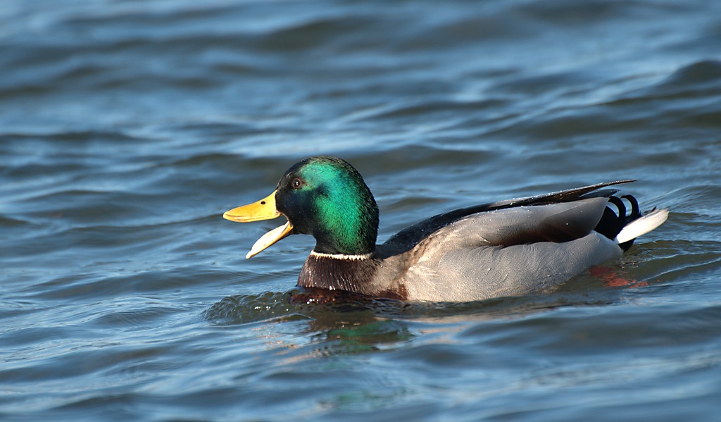 Stockente, Erpel