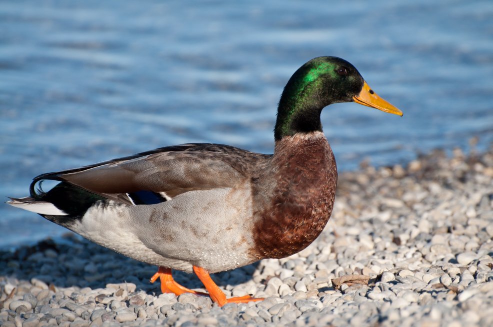 Stockente Erpel2
