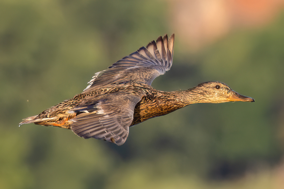 Stockente Ungarn.jpg