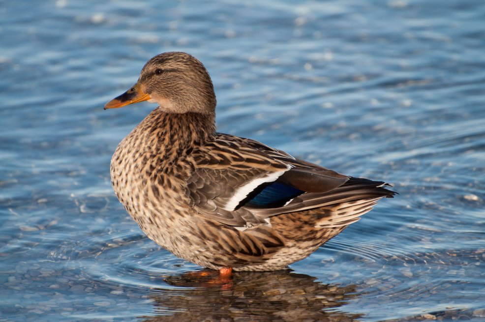 Stockente Weibchen