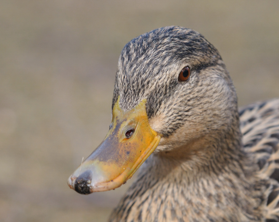 Stockente